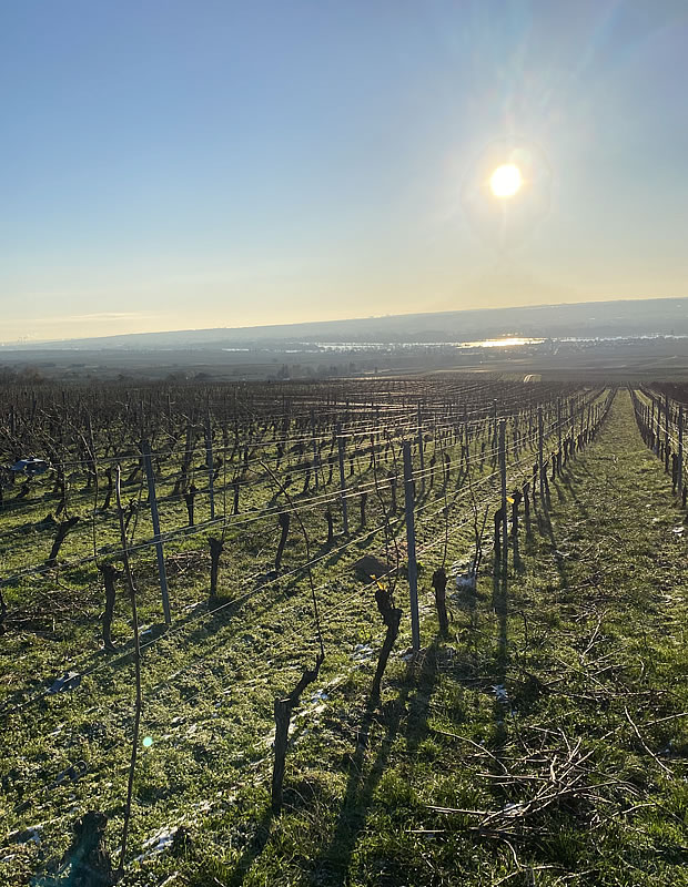 Weinbergslandschaft Rheingau
